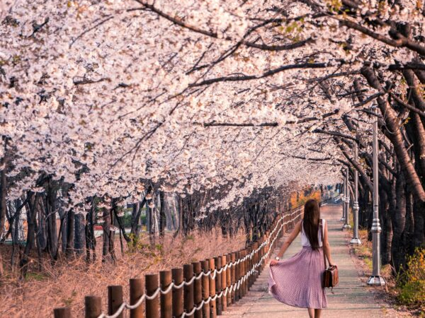 Japan Family Holiday Package - A Cultural Journey