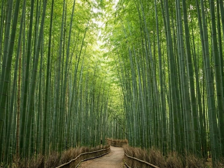 PhotoshopExtension_Image (35) Discover Cultural Japan Tour Package with Mount Fuji - Image 5